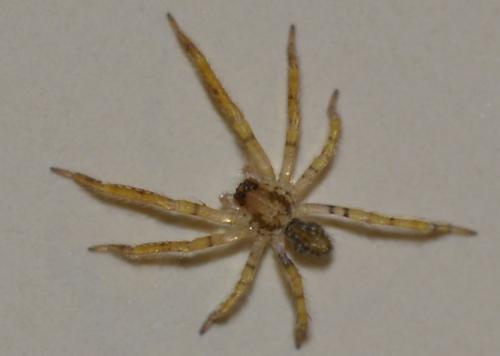 Zoropsis sp.